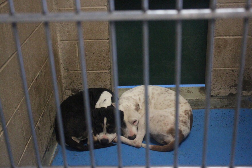 Two precious dogs comfort each other while napping, waiting to be adopted.