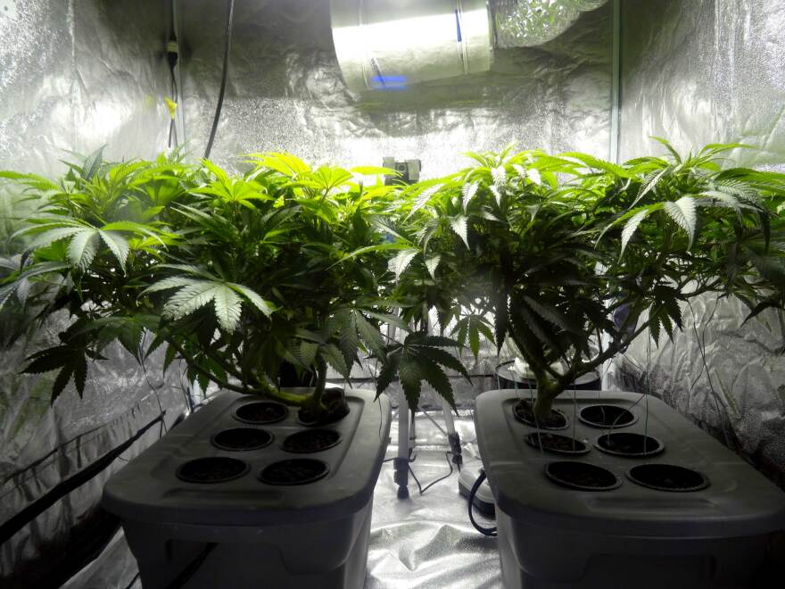 Indoor_cannabis_plants.jpg