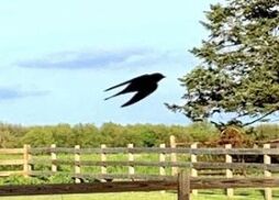 Bird Identification Class 2 at the Farm