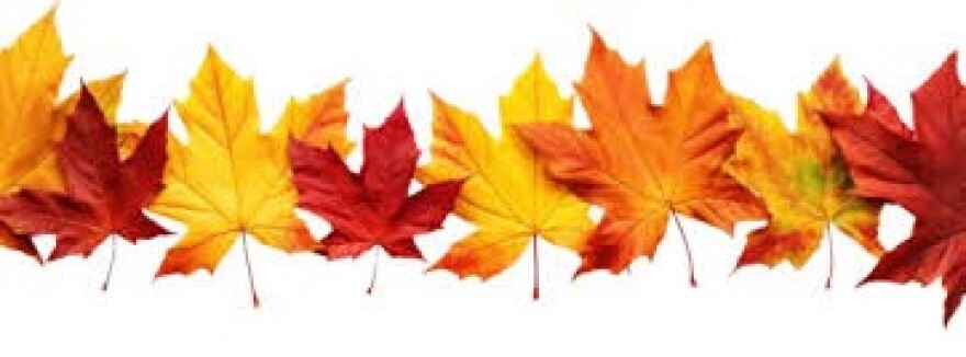 Peter Robinson_Autumn Leaves