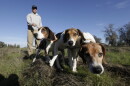 In this photo taken Tuesday, Dec. 18, 2012, Josh Brones, president of the California Houndsmen for Conservation, walks his hunting dogs, Dollar, left, Sequoia, center and Tanner right, near his home in Wilton, Calif.