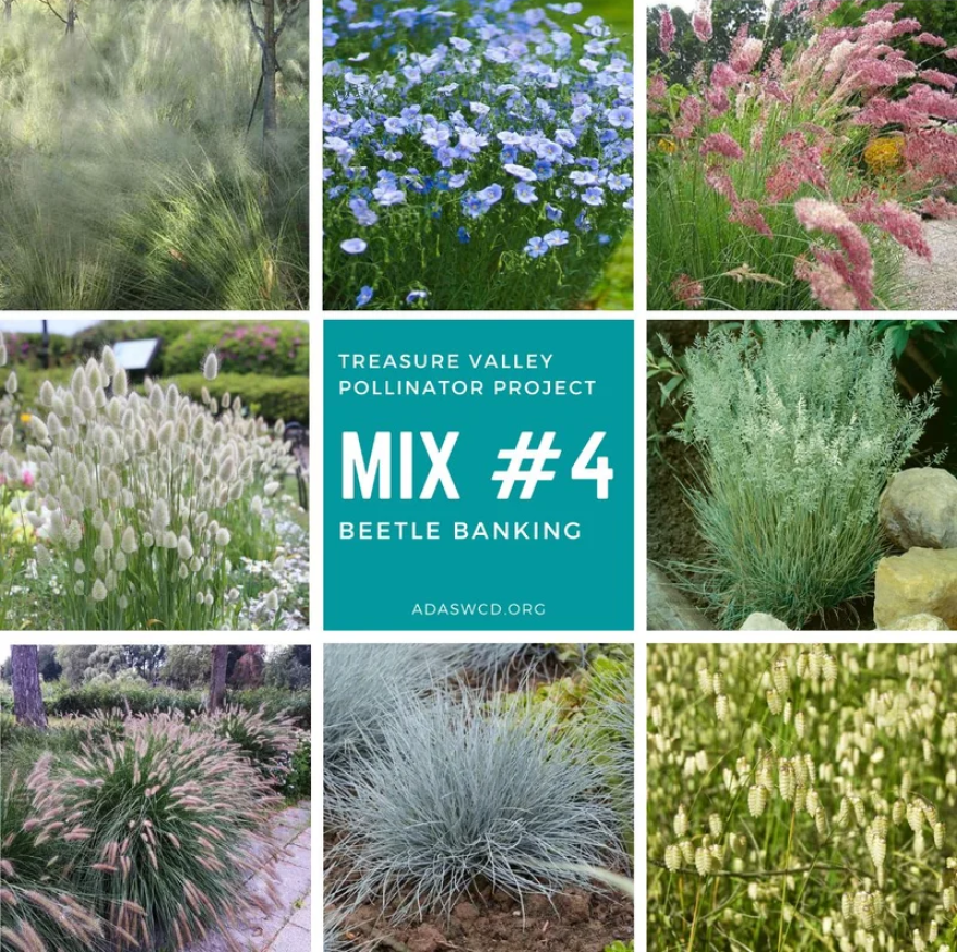 You can pick up a mix of plants at this year's Treasure Valley Pollinator Project that will help beetles thrive! Mix 4 includes ruby grass, blue flax, Bunny Tails and blue fescue.