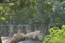 Two white rhinoceroses lounge on a makeshift dirt mound at Riverbanks Zoo and Gard