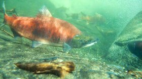sockeye salmon
