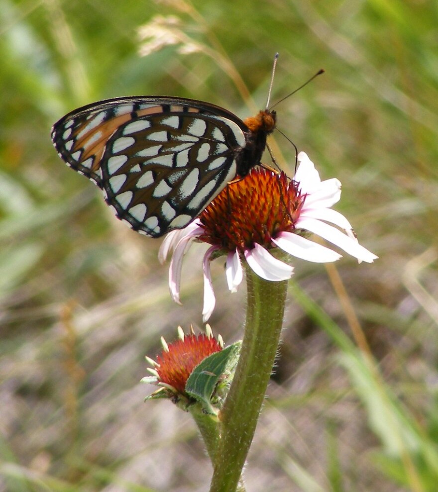 A regal fritillary butterfly gets nectar from a flower