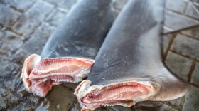 Amputated sharks that are thrown back into the ocean often bleed out and die. 
