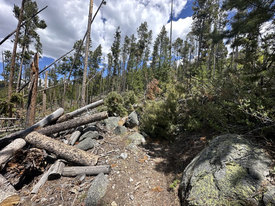 A dirt hiking trail in a forest with fallen trees blocking the way forward. 