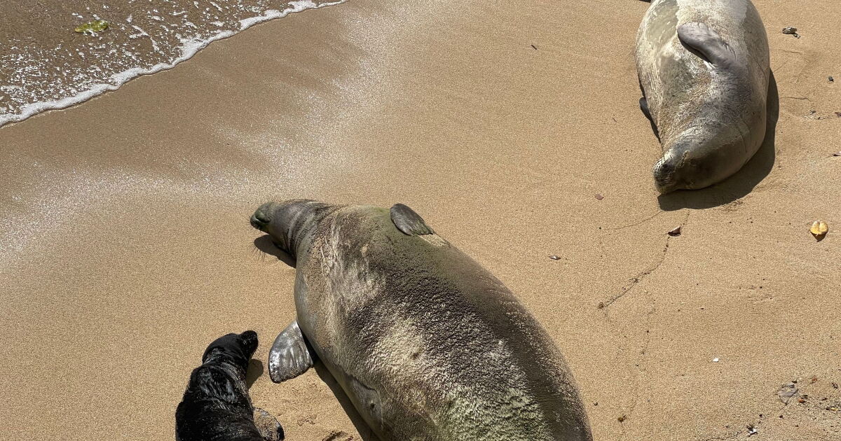 Hawaiian Monk Seals Welcome 3 Pups, 34 Expected in 2024