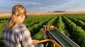 Anne Zwink rides on top of a grape harvester at her family's vineyard near Fort Dodge, Iowa. Soldier Creek Winery grows 11 varieties of grapes on 10 acres and buys more from other Iowa vineyards. Zwink said a slump in wine sales is the biggest challenge facing wineries in the state and the industry at large.