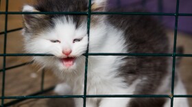 File photo: Kitten in a shelter.
