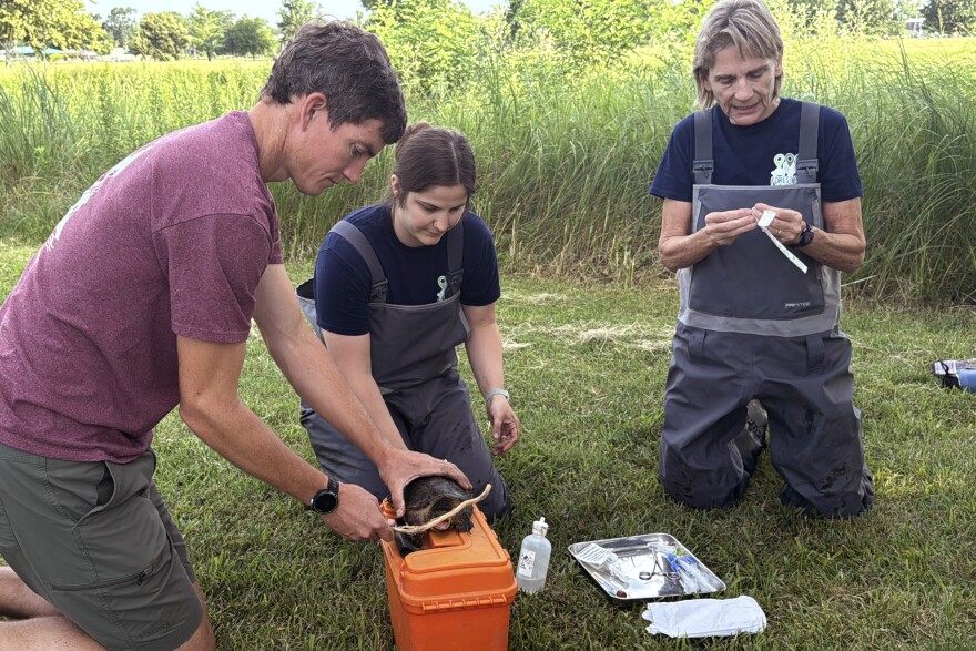 From left: Research associate John Kelly, veterinarian Kaitlin Moorhead and Dr. Sharon Deem, wildlife veterinarian and director of the St. Louis Zoo Institute for Conservation Medicine, examine a snapping turtle in Forest Park.