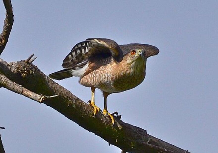 A Cooper's Hawk.