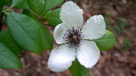 Stewartia malacodendron, or silky camellia, in bloom