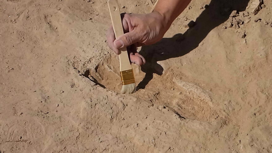 An archaeologist brushes away sediment from a 2,500-3000 year-old footprint preserved in mud at the Sunset and I-10 site in 2016.