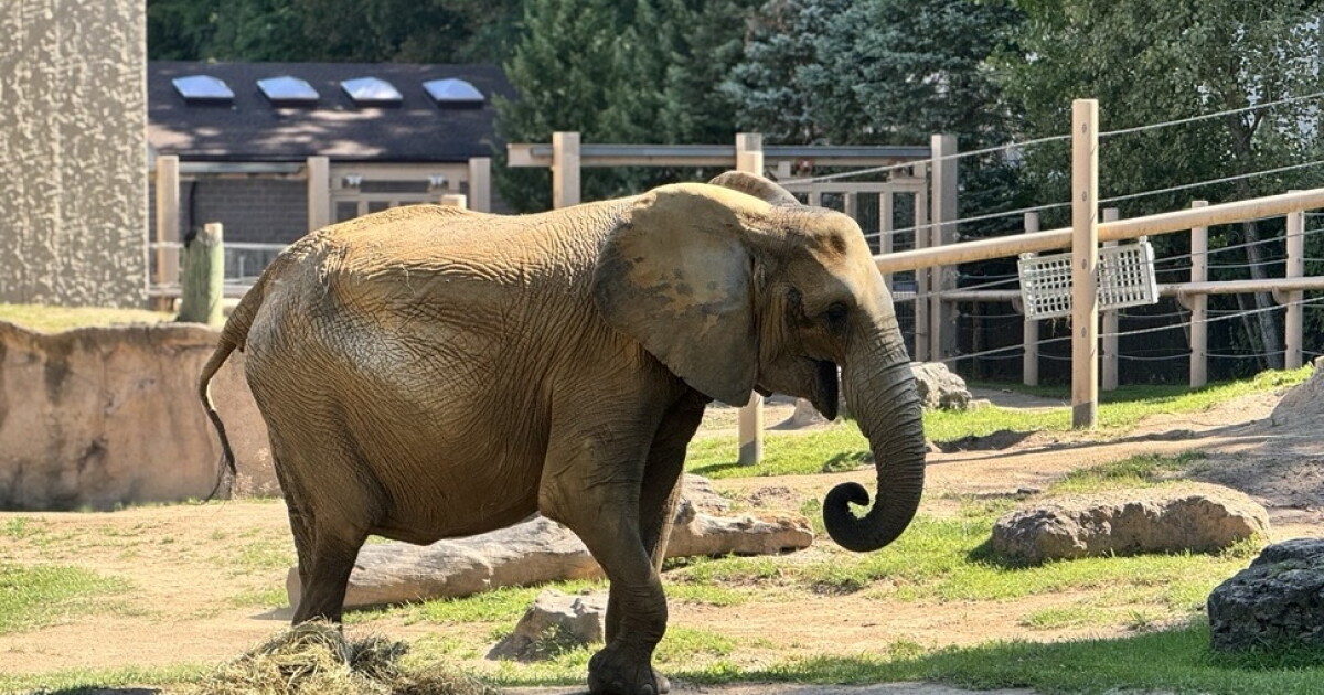 Seneca Park Zoo welcomes new female African elephant to the exhibit