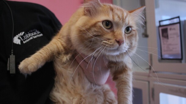 An adorable fluffy cat named Cheddar being held by Lead Shelter Officer Samantha Jones. 