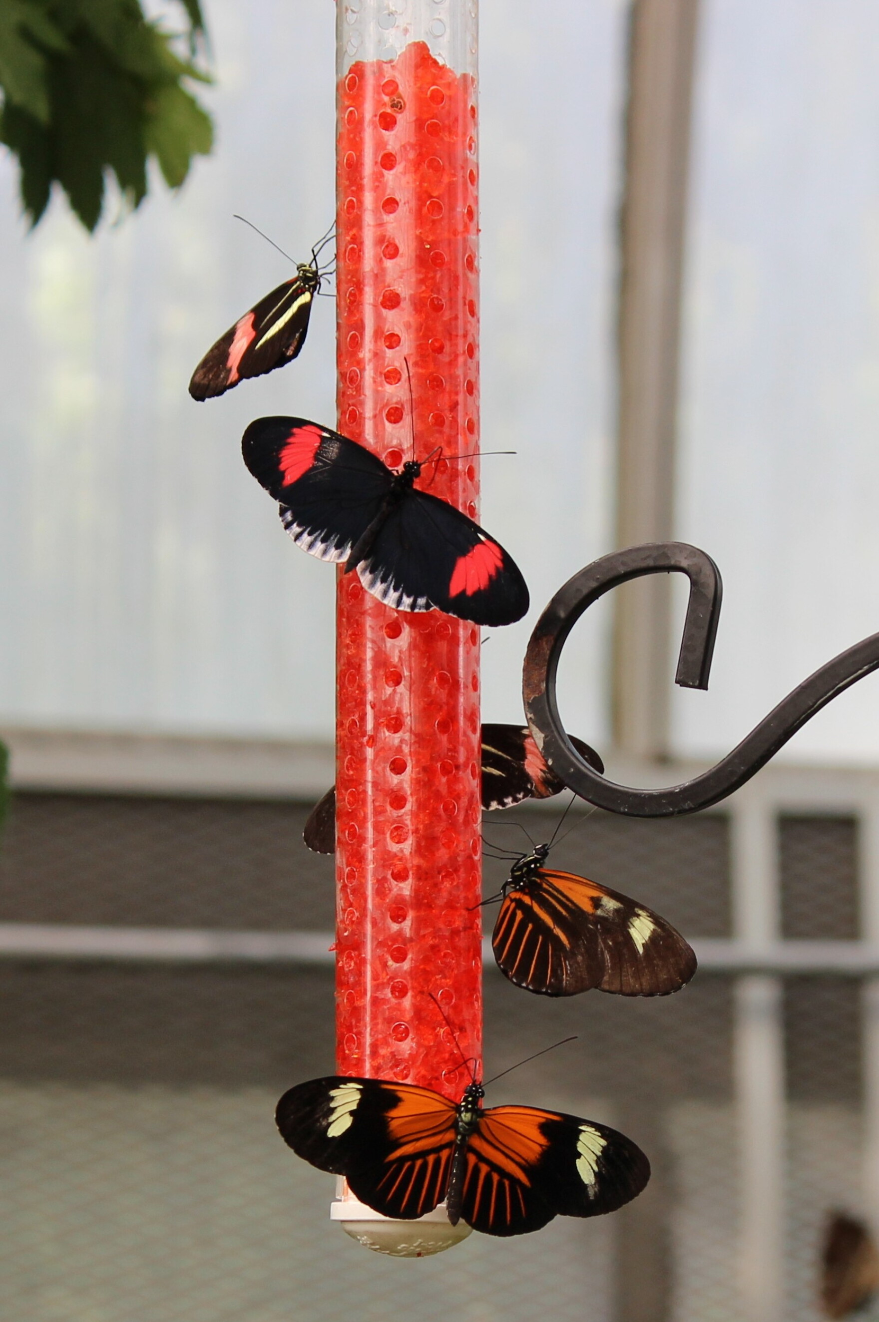 'Butterflies Of Bali' Fly Into Krohn Conservatory WVXU