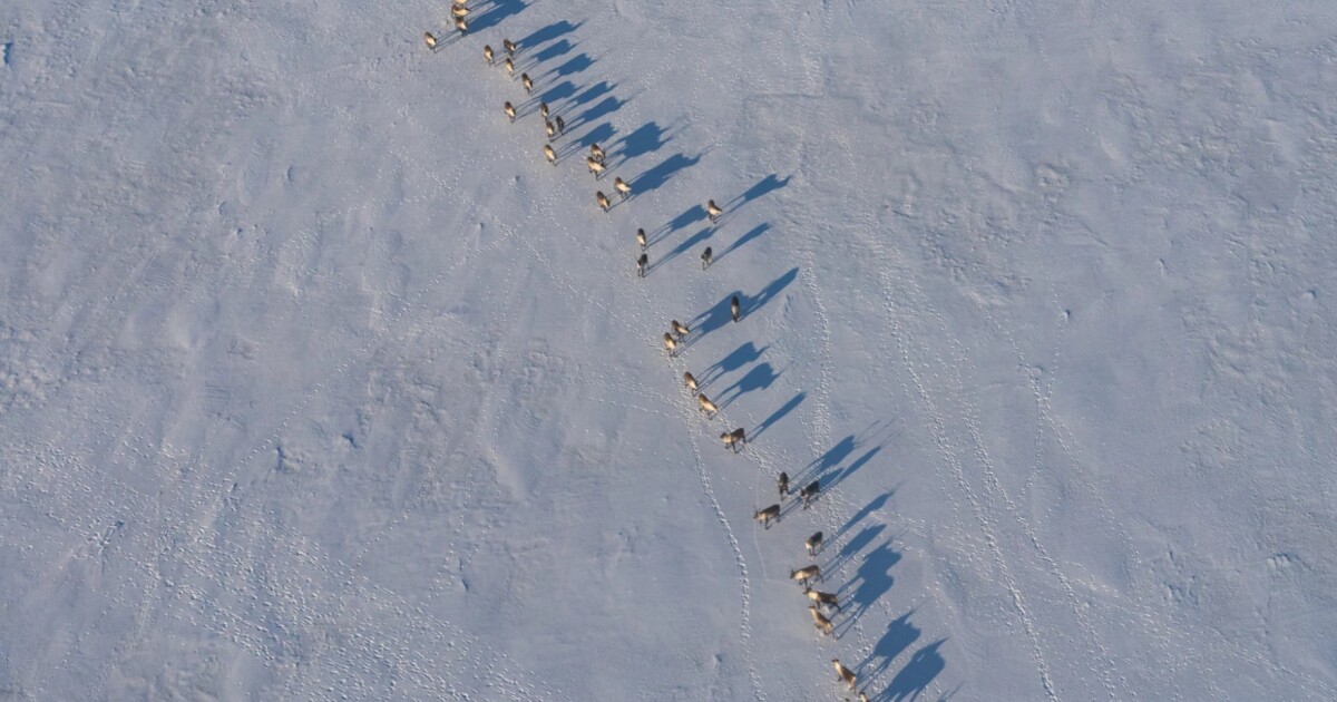 Alaska predator control culls 250-plus bears, but dispute remains over whether it's helping Mulchatna caribou