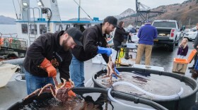 Red king crab being sold at the dock in Kodiak.
