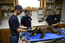A small black bear lies on a table surrounded by people wearing latex gloves.