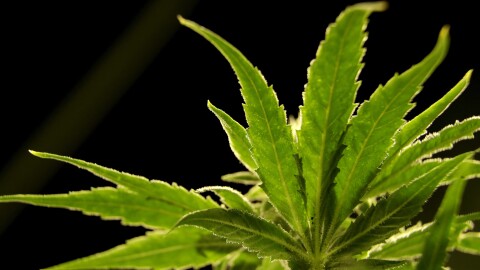 An up close view of the leaves of a marijuana plant.