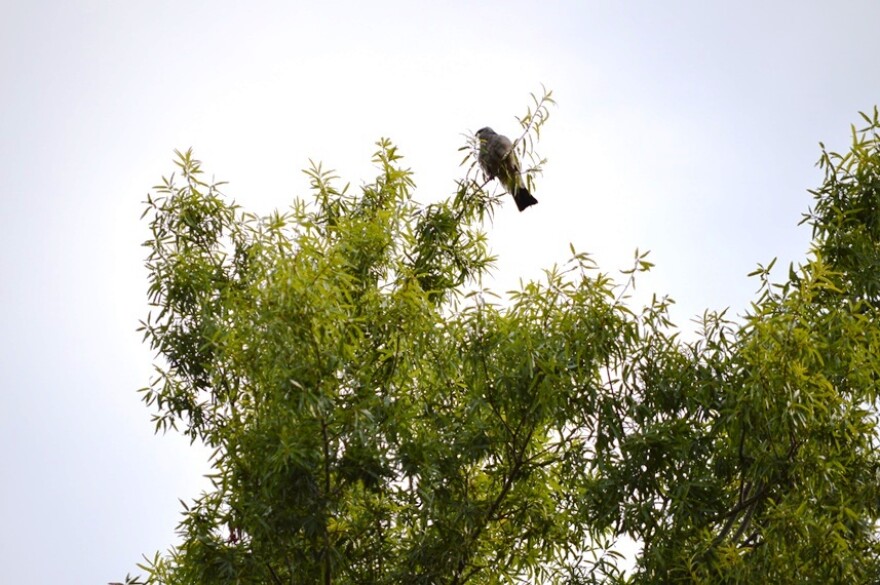 Mississippi_Kite_2_-_By_Kelly_Wayne_Dishman_II_-_web_version.jpg