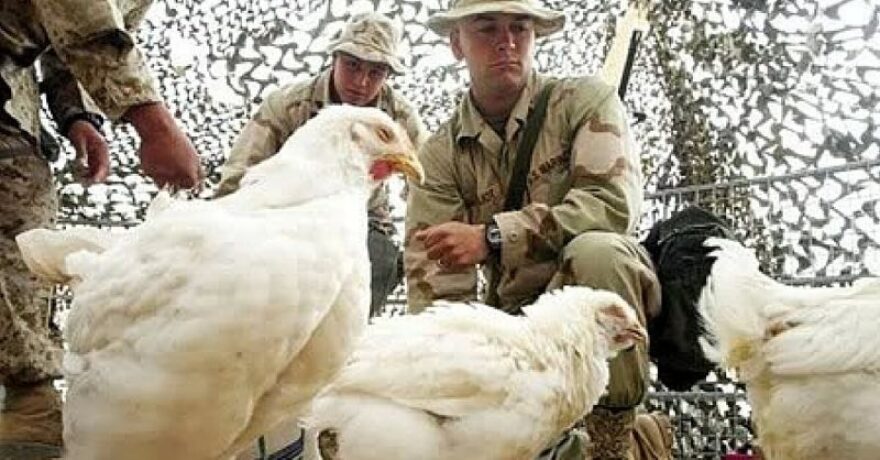 Soliders under a camouflage net inspect some chickens. 
