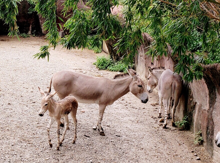 Somali wild asses, pictured here at the St. Louis Zoo, are among the animals that will be able to roam freely at the new WildCare park in north St. Louis County.