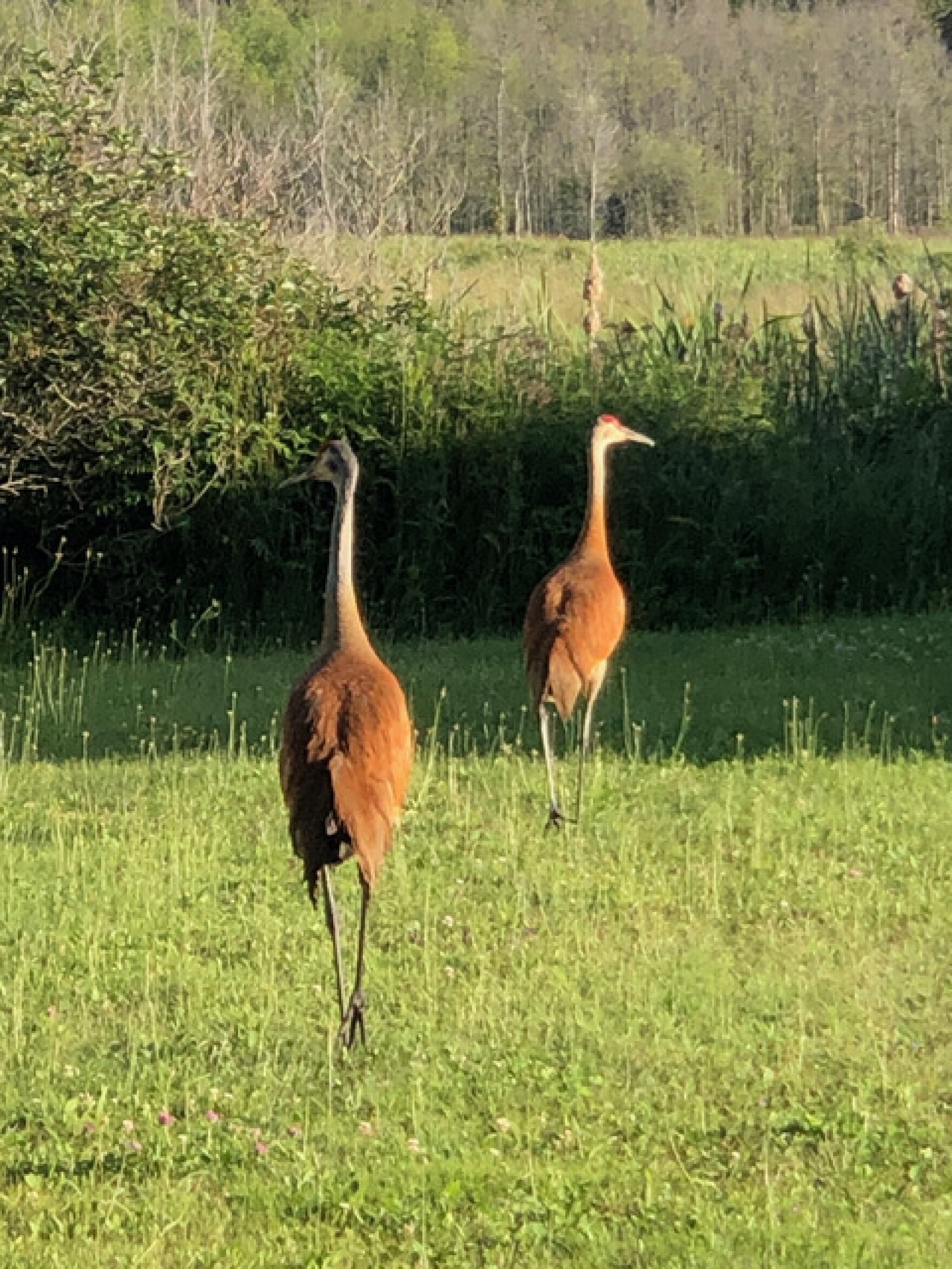 An upclose encounter with the largest birds in Michigan Interlochen