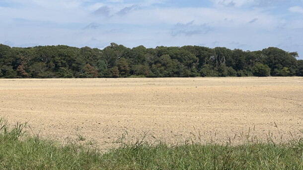 The tract of land in Cape Charles where a resident says aerial pesticide spraying has contributed to health issues, as seen in September 2026.
