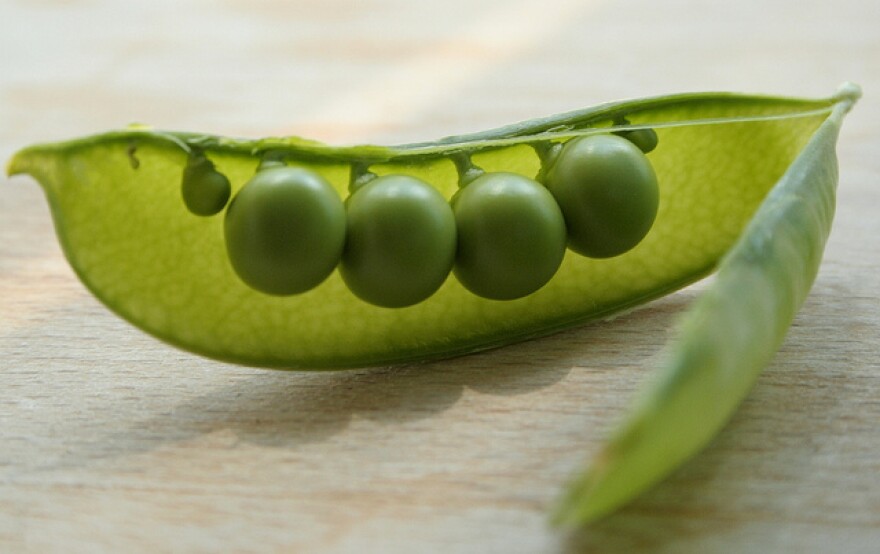 Open pea pod showing four peas.