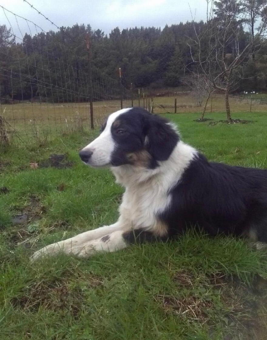 Beau, a border collie, was taken from an unhoused woman in downtown Eugene on Sept. 23, according to Eugene Police.