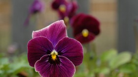 Pansies