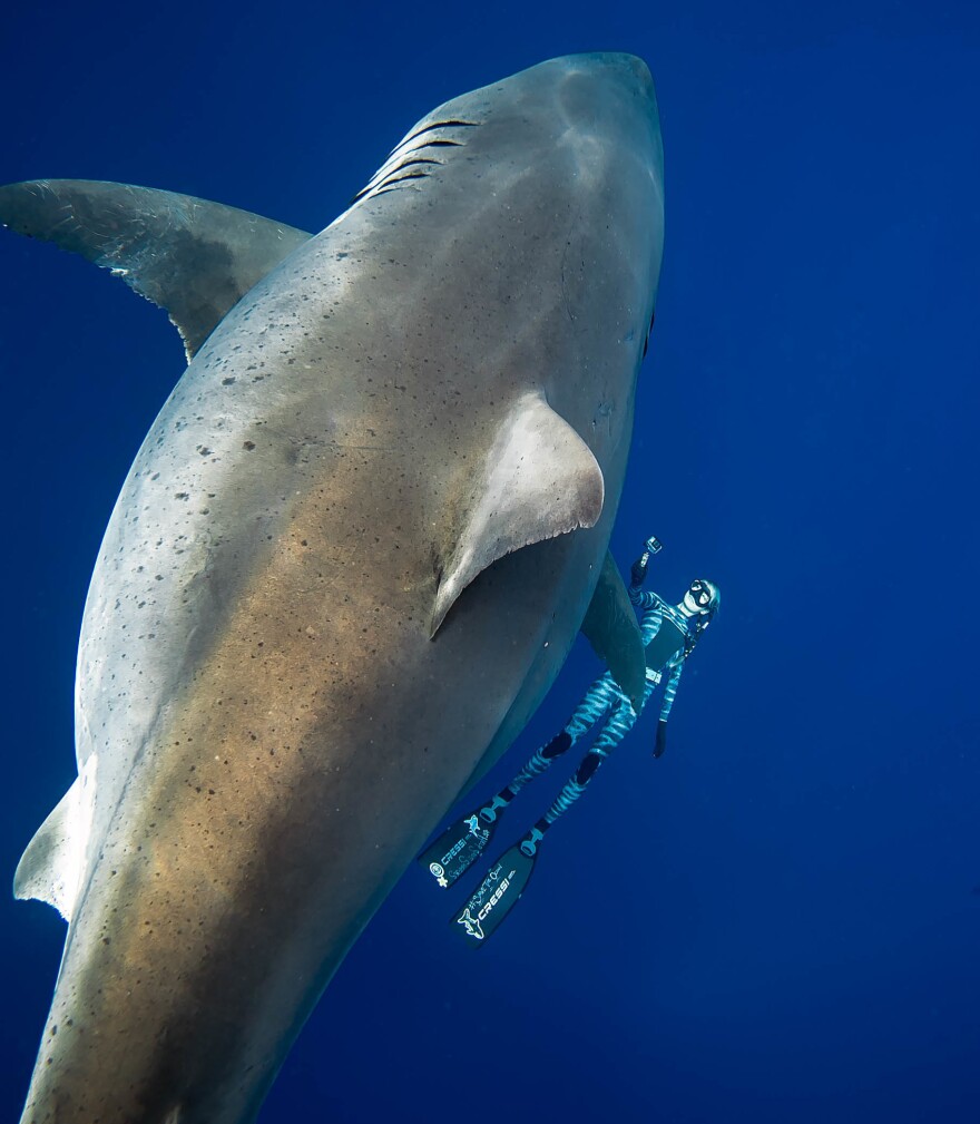 Ramsey urged the public not to try to engage with sharks, regardless of their size. She noted her years of experience and research, reminding the shark-petting hopefuls watching the video that great white sharks are apex predators capable of inflicting grave injury.