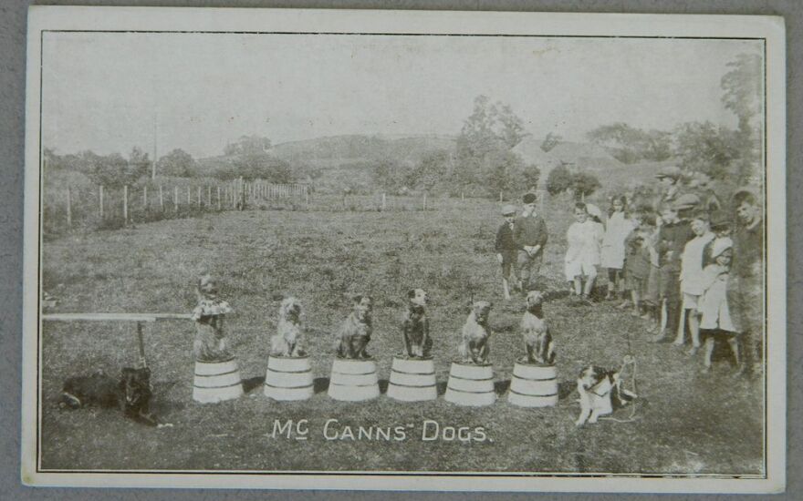 dogs-postcard