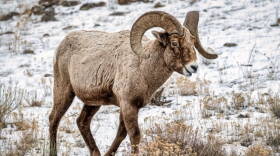 Wildlife managers hope the proposed closures would help double the Teton bighorn sheep population from about 100 to 200 animals.
