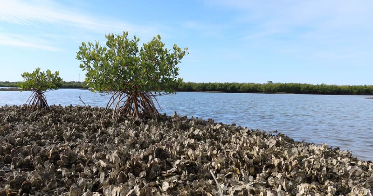 Climate Surprise Warming Helps Florida Mangroves Conquer