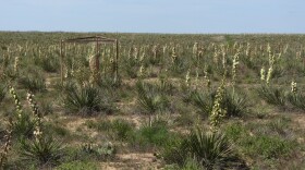 Yucca plants in bloom