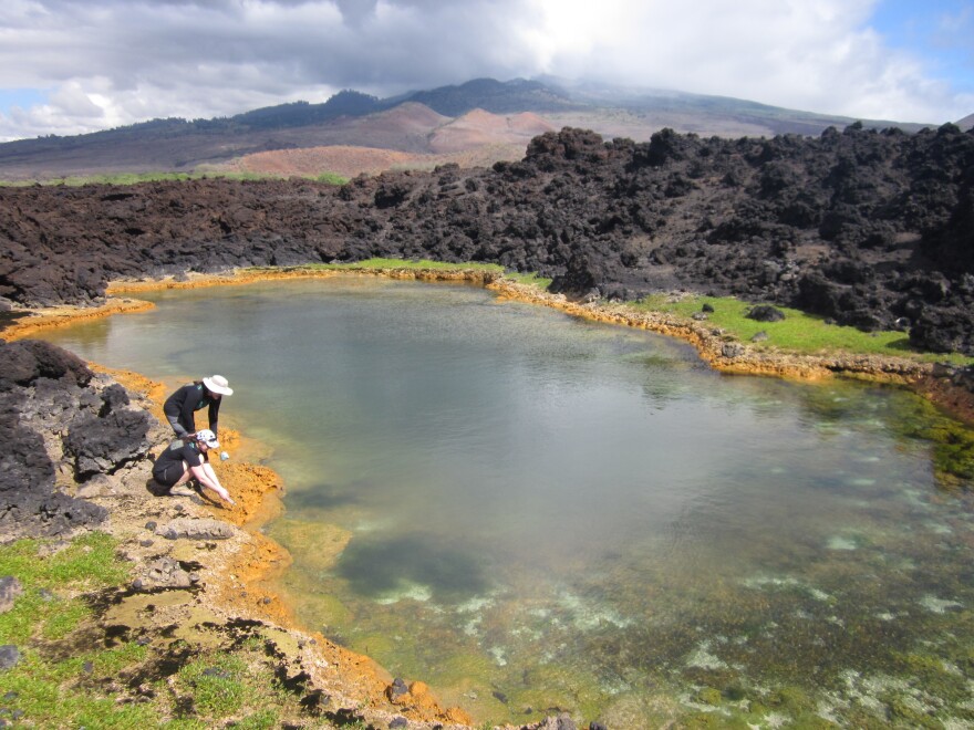 An anchialine pond where volcano shrimp are found.