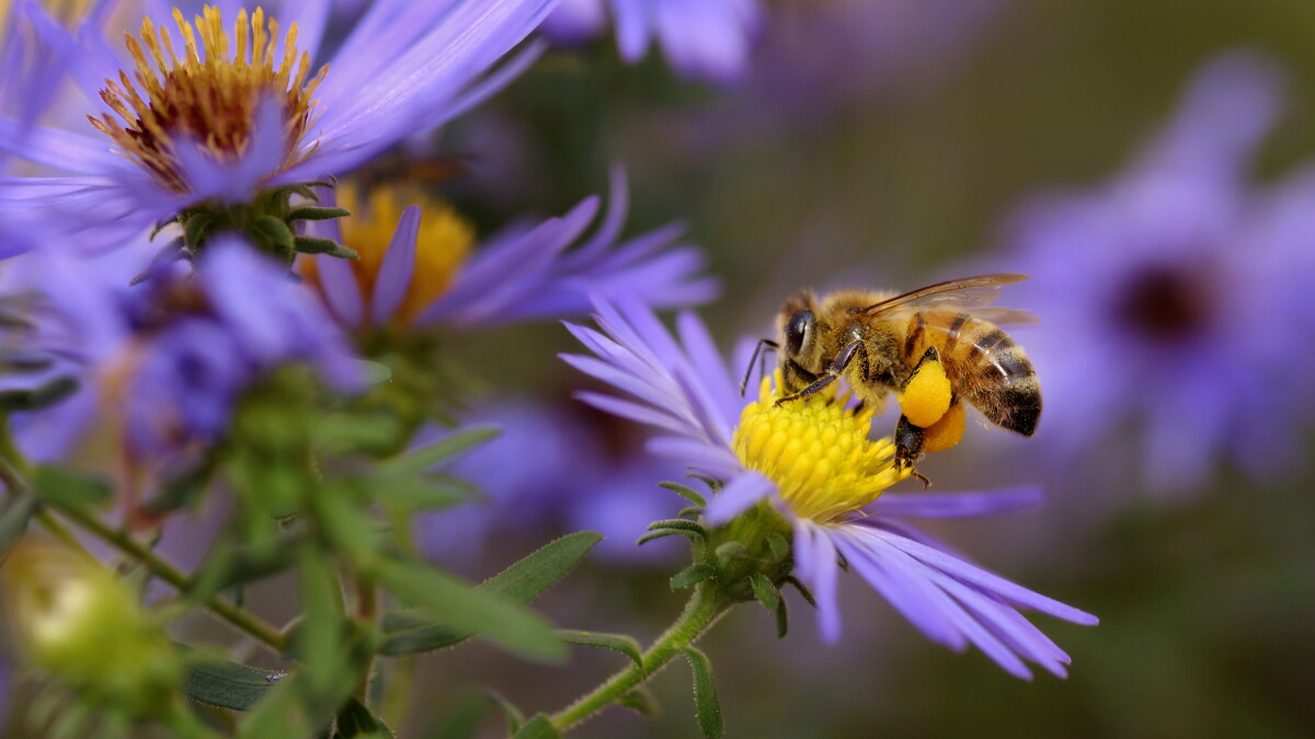 Some Vermont dairy farmers, state officials urge caution about buzzy bill to ban neonicotinoids - Vimarsana News