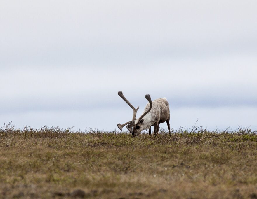 A caribou from the Teshekpuk herd grazes on June 27, 2014, in the National Petroleum Reserve in Alaska. The herd is named for the lake, the largest on the North Slope. The herd uses the tundra adjacent to the lake for calving.