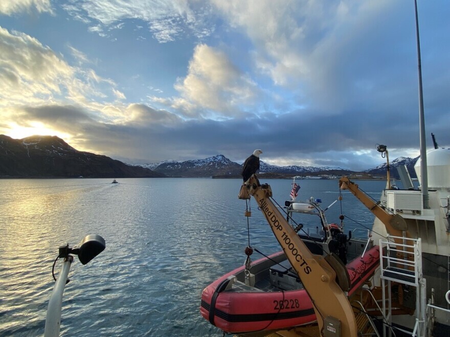 A bald eagle perched on one of the cranes that lowers a zodiac raft from the side of a ship