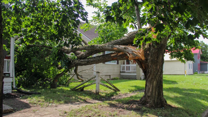 A tree is split in two with half of it on the ground