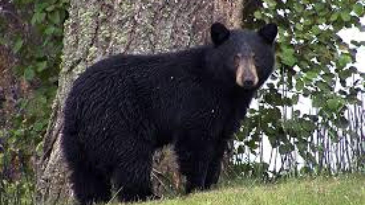 Wisconsin bear season opens September 9th