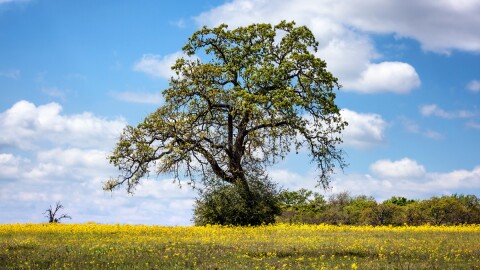 The live oak tree was ranked highest in the researchers' findings