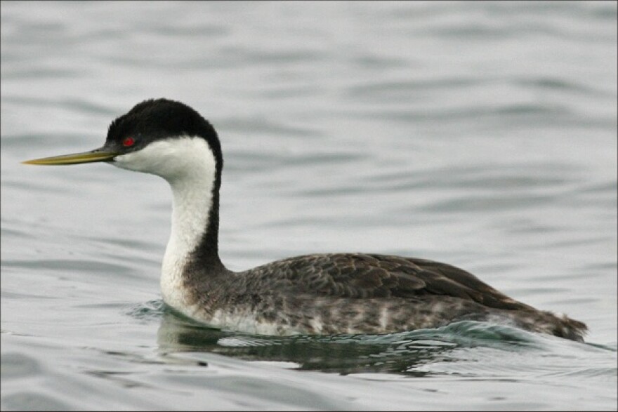 westerngrebe1lr
