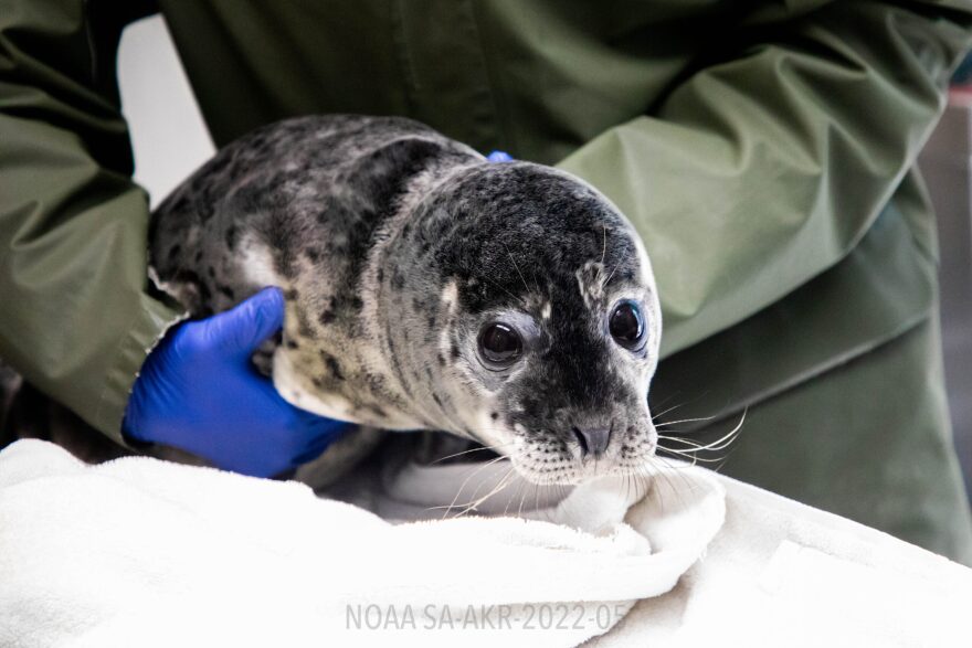a harbor seal pup