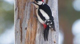 It seems like a lot of animals use only three limbs sometimes. For example, woodpeckers use their strong tailfeathers to brace themselves against a tree. (Ron Knight, Wikimedia Commons)