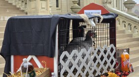 A cage holds two turkeys, Faygo and Vernors, pardoned by Michigan Governor Gretchen Whitmer on Tuesday, November 18, 2025.