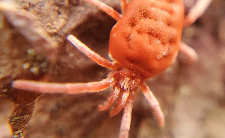 A bright scarlet sumo mite.